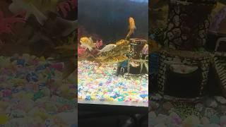 Jab Tak Sar Pe Tera Hath. Fish is eating food #shorts #video #youtubeshorts #aquarium #fish 