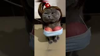 Fun #funny #animals #funnyanimals cd : TikTok ahfoo2