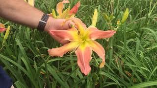 30 seconds with Webster's Pink Wonder Daylily