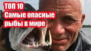 ТОП 10 Самые опасные рыбы в мире | ИНТЕРЕСНЫЕ ФАКТЫ