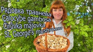 СПРАВЖНІ ВЕСНЯНІ ГРИБИ 2023: Рядовка травнева Calocybe gambosa