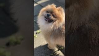 How would you rate this little guy? Wholesome animals️ #dog #youtube  #cute #shorts #pets #dogs