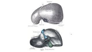 Черен дроб – Hepar (8:06) ┃teoriyata.com