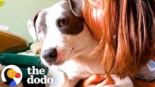 Completely Shut-Down Pittie Transforms Into The Happiest Hippo | The Dodo