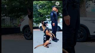 army vs dogy training || 