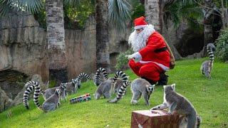 Los animales de BIOPARC Valencia reciben los regalos de Papá Noel