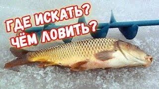 Где искать карпа на пруду? Места обитания карпа зимой на водоемах.