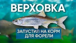 Запустил верховку в свой пруд на корм для форели. Зарыбление пруда верховкой.