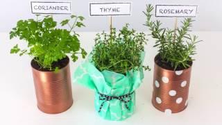 Upcycle tin cans into herb planters