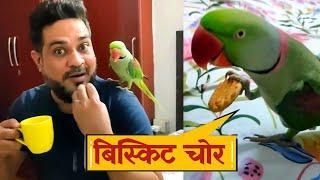 Parrot Pablo Bana बिस्कुट चोर 