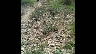 vidio mesum di hutan