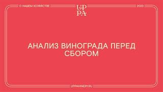 Павел Швец | Анализ винограда перед сбором