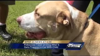 Police officer shocks pit bull with Taser