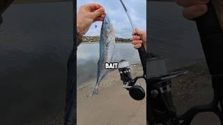 Fishing with BIG Bait! What will I catch?? #fishingvideo #fishing #fishingbait #baitandwait #fish