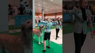 международная  выставка собак Минск 24.02 2024 год. ЛПП  Ирландский волкодав. #Царская прихоть.