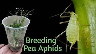 Culturing Aphids as Feeder Insects