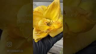 Лілійник Патрісія Джоджо / Hemerocallis Patricia Jojo #garden #plants #flowers #багаторічники