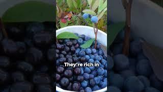 Blueberries  A Bite of Health  #superfood #gardenhealth #healthyfood