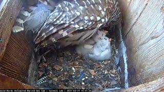 Owlets Receive Afternoon Feeding From Female Barred Owl – April 19, 2021