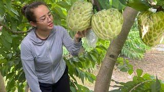 Giant custard apples are 1kg each. Harvest giant custard apples to sell at the market on rainy days