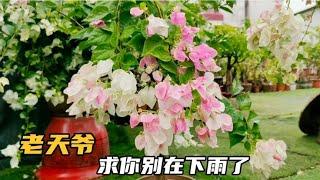 这就是种花人的心酸，三角梅好不容易满树花苞，又迎来“及时雨”