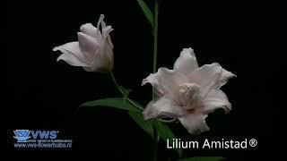 Double Lilium Amistad®