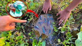 Fantastic Skill To Catch Betta Fish And Finding Rainbow Betta And Siamese Betta Fish In Natural Lake