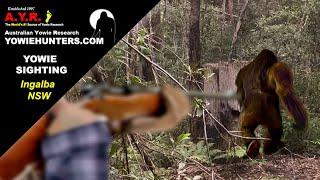 Yowie / Bigfoot Sighting (Audio Report #171) at Ingalba, New South Wales