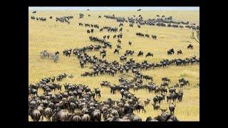 Documentary films Documentary 2017 - The Greatest Animal Migration (Wildlife Documentary)