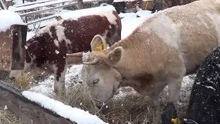 КУПИЛ СЕНО А ТАМ ЗАГАДКА. - ОТВЕТЫ НА СОВЕТЫ . Лпх Дом Велеса - жизнь за городом