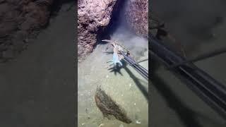 #fishing #ocean #deepsea #nature #beach #fish