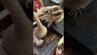 My baby kiku ️ likes morning massage. #squirrel