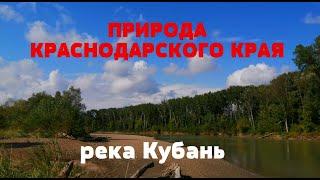 Природа Краснодарского края. Река Кубань. Лес возле реки.