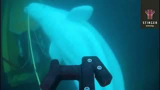 Beluga playing with ROV