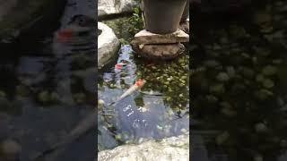 Kura kura dan Ikan KOI hidup berdampingan dalam 1 kolam