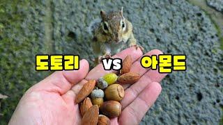 다람쥐 선택은? 도토리 vs 아몬드