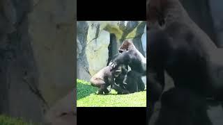 Silverback Gorilla Stops Fight