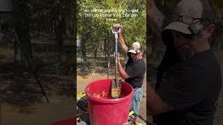 Nonstop Bait for These Hogs! #baiting #Wildhogs #corn #feeders