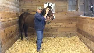 Releasing tension from the horse's neck