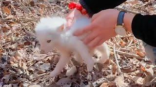 Saving a lost puppy in the forest, man is terrified when it grows up to not be a dog