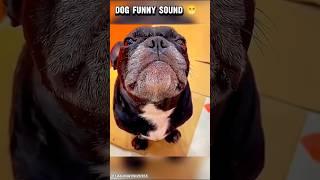 Funniest animal videos try not to laugh  #shorts #funny #dog