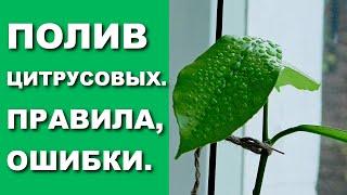 ЗОЛОТЫЕ ПРАВИЛА ПОЛИВА ЦИТРУСОВЫХ: ПОЛИВ ЛИМОНОВ, МАНДАРИНОВ