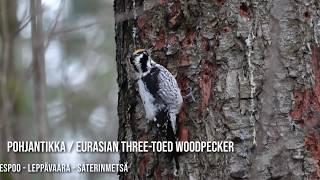 Pohjantikka / Eurasian Three-toed Woodpecker