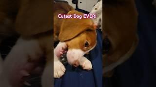 From Van Life to Therapy Dog! #nursetlc #therapydog #beaglelove