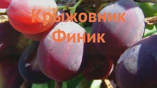 Крыжовник обыкновенная Финик (ribes grossularia)  Финик обзор: как сажать, саженцы крыжовника Финик