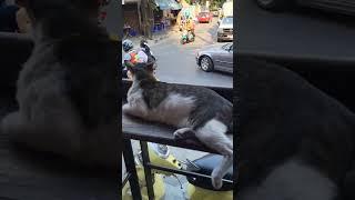 People Watching With A Bar Kitty In Bangkok, Thailand