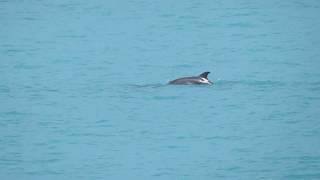 Dolphins in the Black sea