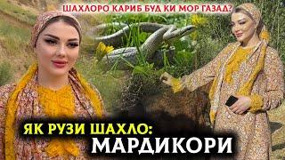 Шаҳлоро дар барнома Мор газид? Як Рузи Шахло бо Мардикори!