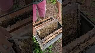 Preparing to create a new bee king