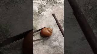 Casting Melting Aluminum into Snail out of Scrap  to Make Art #shorts #viralvideo #reels #art